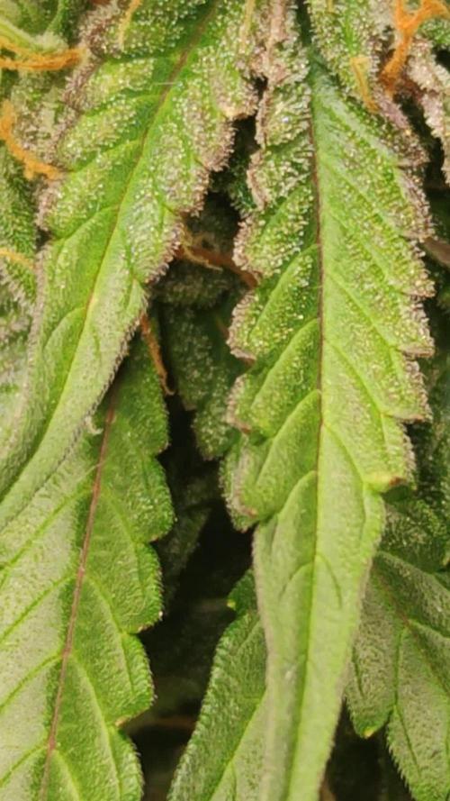 Cinderella Auto #1