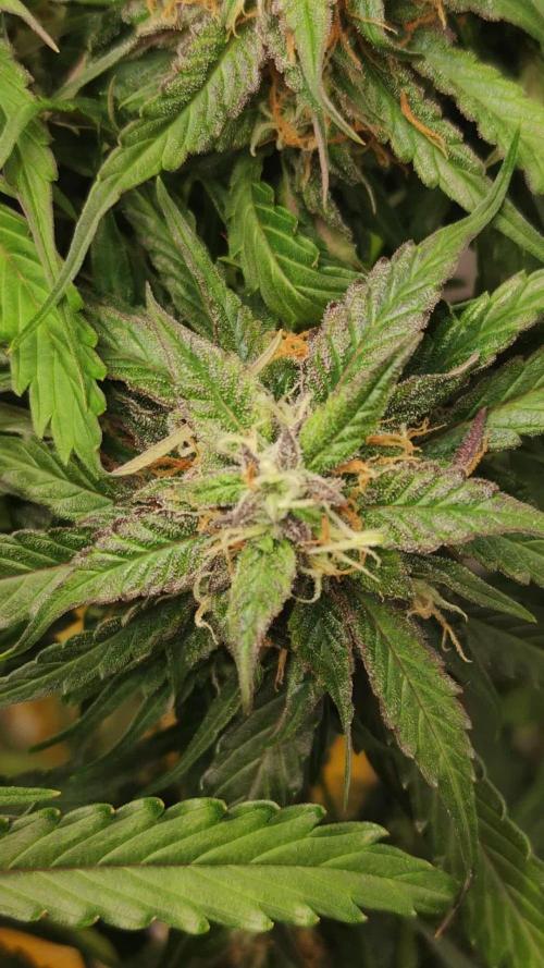 Cinderella Auto #1