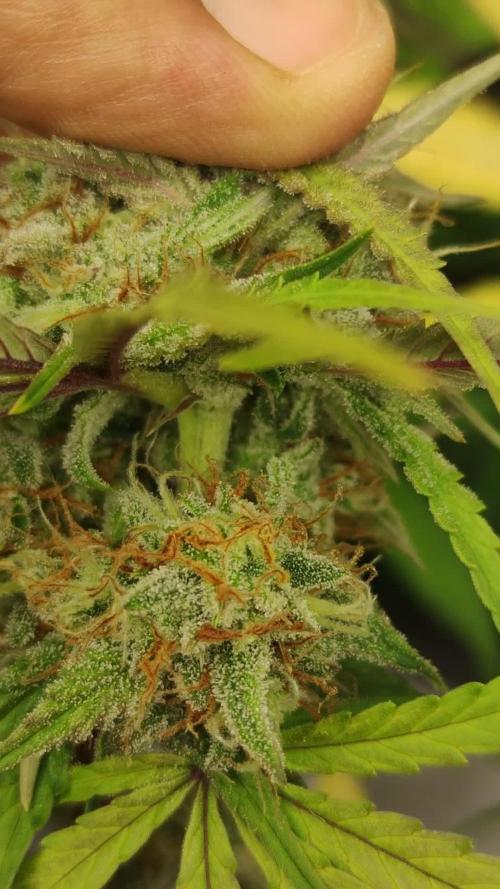 Cinderella Auto #1