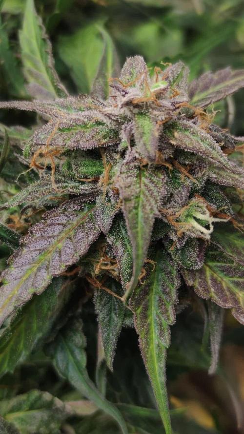 Cinderella Auto #1