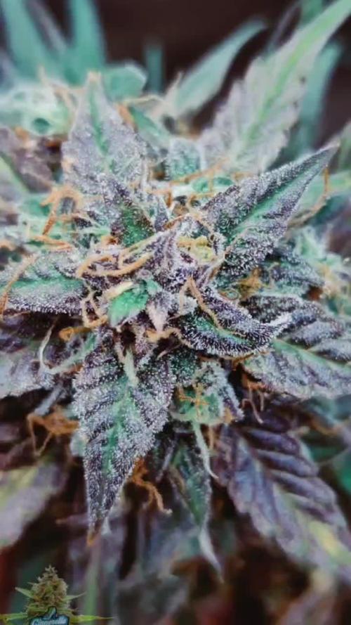 Cinderella Auto #1