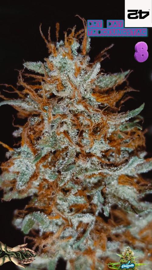 Cinderella Auto #1
