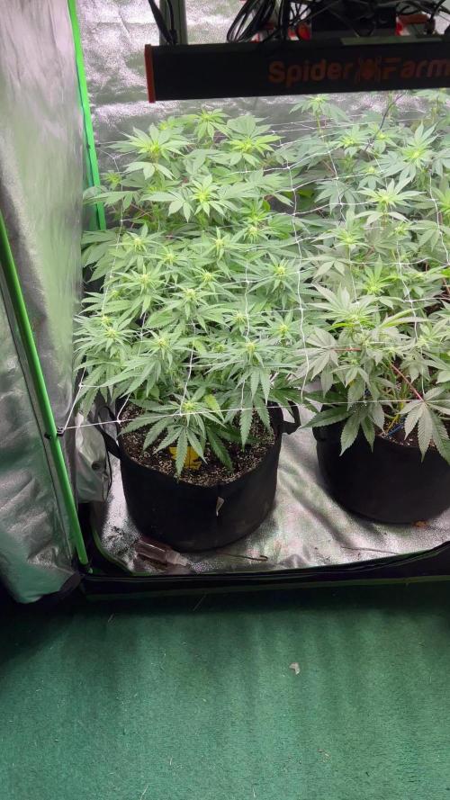 Royal Runtz & Special Queen #1 Grow (2nd Grow)