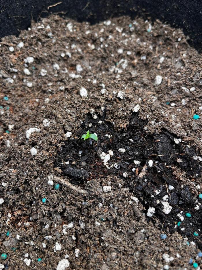 Mimosa Auto Flower. Week 0 - The first seedling to populate. 