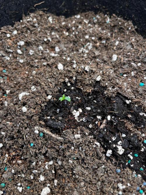 Mimosa Automatic. Week 0