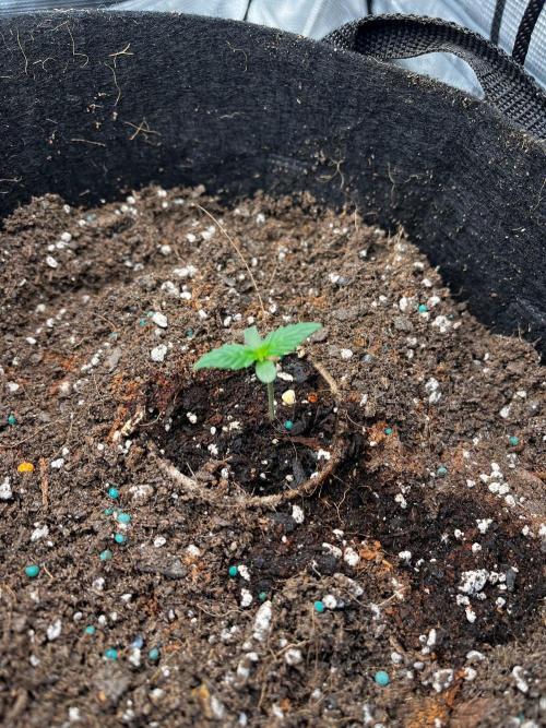Mimosa Auto Flower. Week 1 - Mildred