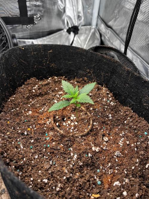 Mimosa Auto Flower. Week 2 - Mildred