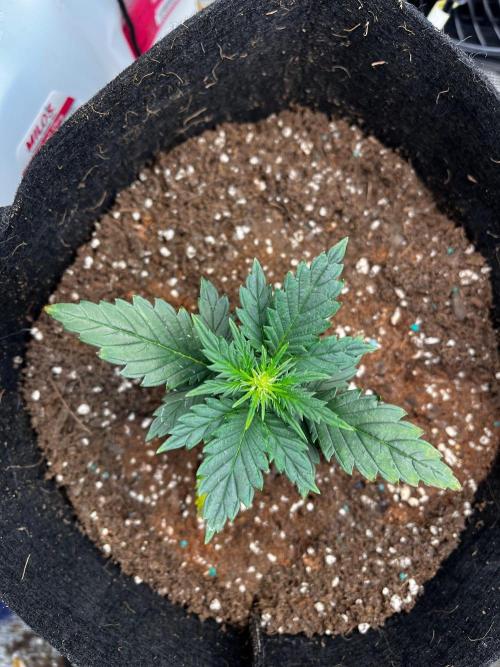 Mimosa Auto Flower. Week 3 - Myrtle. 