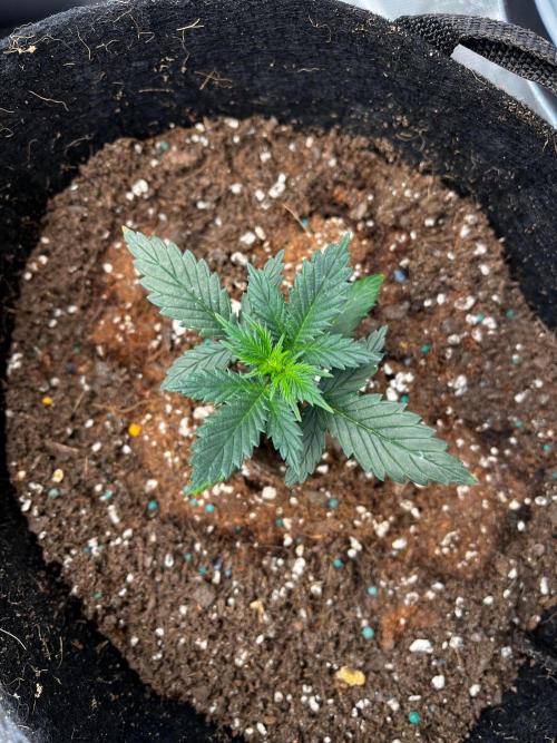 Mimosa Auto Flower. Week 3 - Mildred