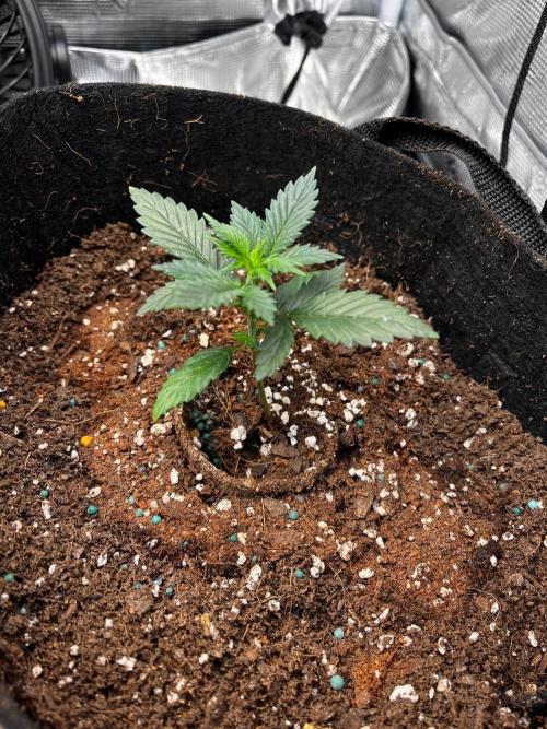 Mimosa Auto Flower. Week 3 - Mildred