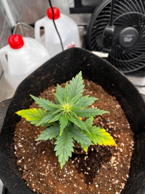 Mimosa Auto Flower. Week 4 - I can’t believe her pistils are growing already. 