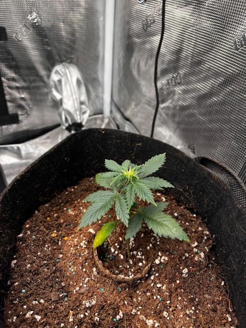 Mimosa Auto Flower. Week 4 - And it seems Mildred has joined in the pistil fun. 