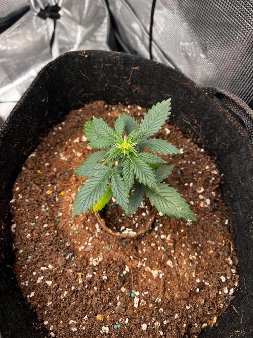 Mimosa Auto Flower. Week 4