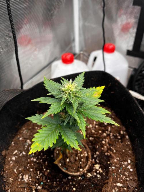 Mimosa Auto Flower. Week 5 - We had a nutrient issue. Hopefully I’ve resolved that now. 