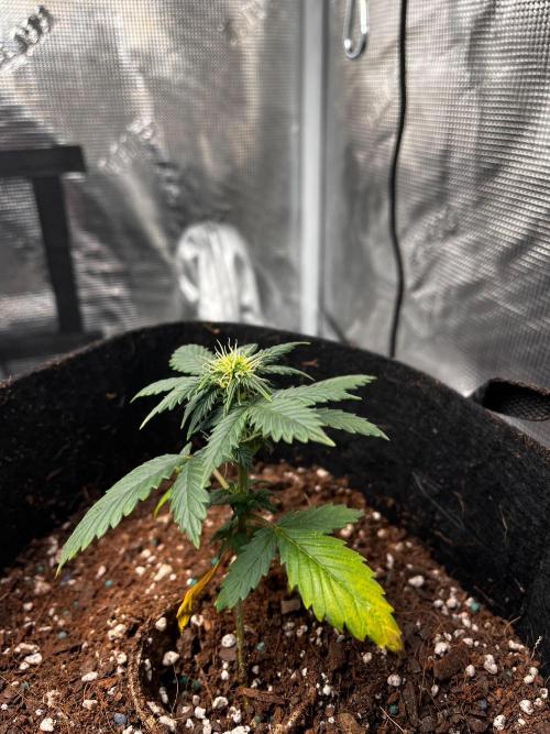 Mimosa Auto Flower. Week 5 - Mildred started showing signs of the same nutrient deficiency, too. 
