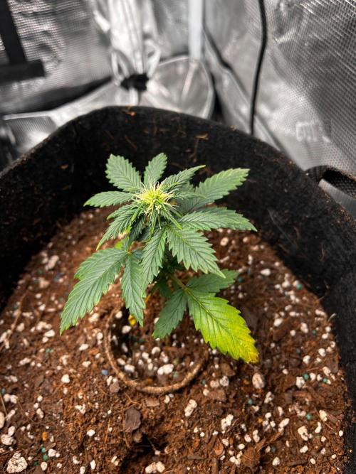 Mimosa Auto Flower. Week 5 - I hope next week won’t show any progression of the yellowing. 