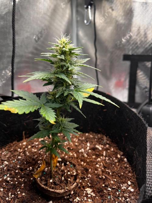 Mimosa Auto Flower. Week 6 - Myrtle is really stacking. 