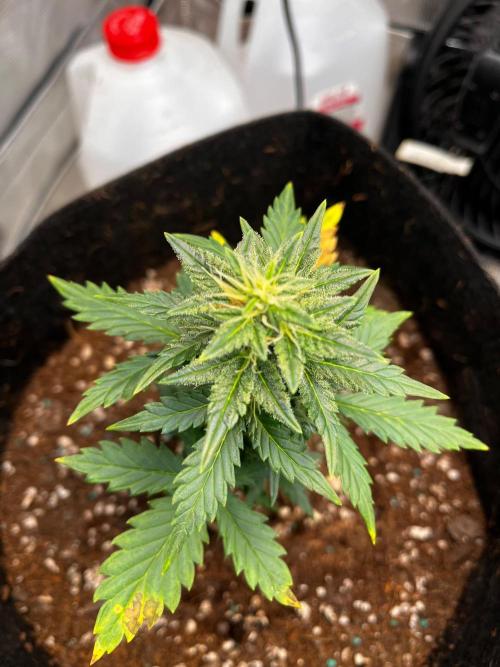 Mimosa Auto Flower. Week 6 - She has trichomes on her leaves!