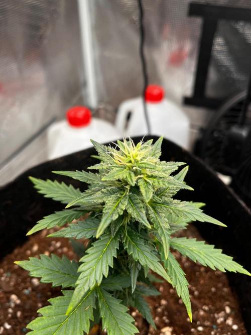 Mimosa Auto Flower. Week 6 - Lots of frost. 