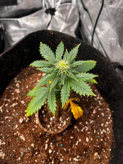 Mimosa Auto Flower. Week 6 - Mildred is small but mighty. 