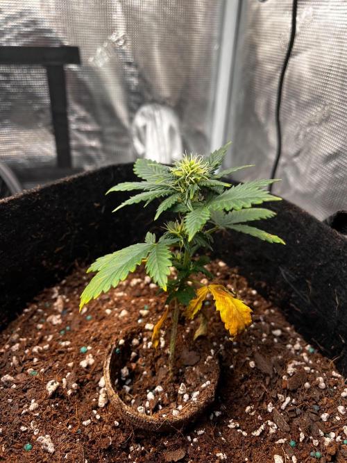 Mimosa Auto Flower. Week 6 - She’s trying her best. 