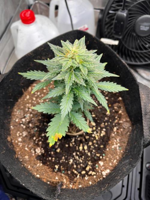 Mimosa Auto Flower. Week 7 - Myrtle is looking great. 