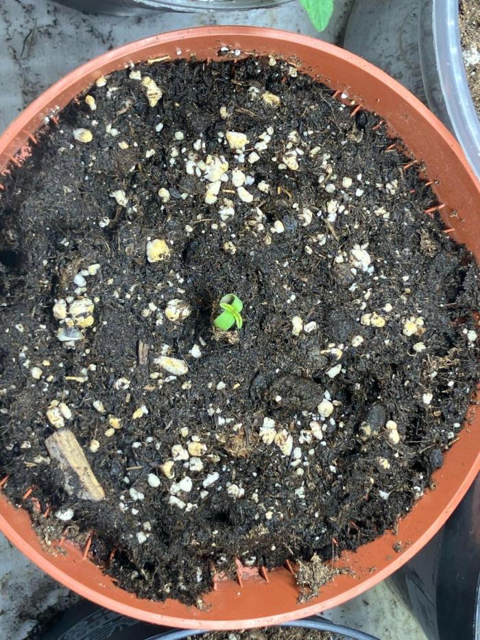 Sunny Härbärt. Week 0