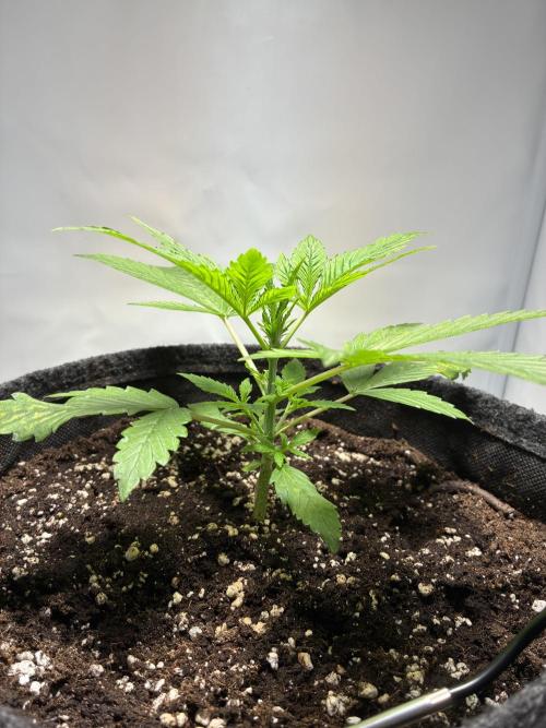 Sunny Härbärt. Week 2