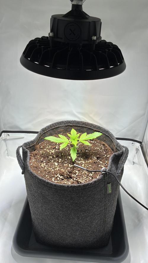 Sunny Härbärt. Week 2