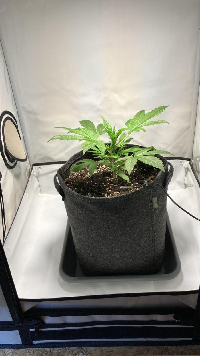 Sunny Härbärt. Week 3