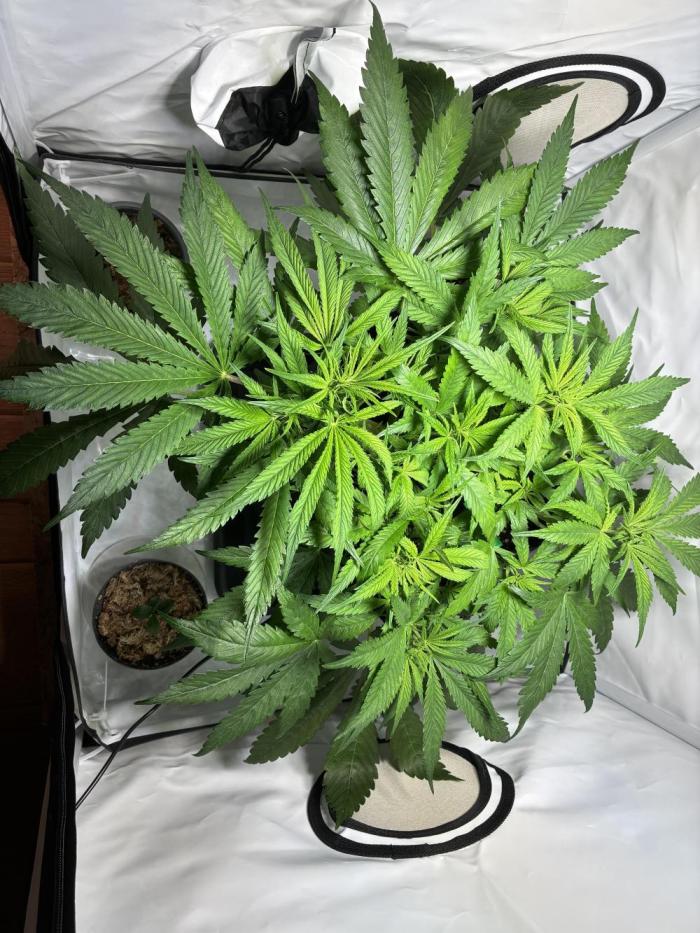 Sunny Härbärt. Week 5