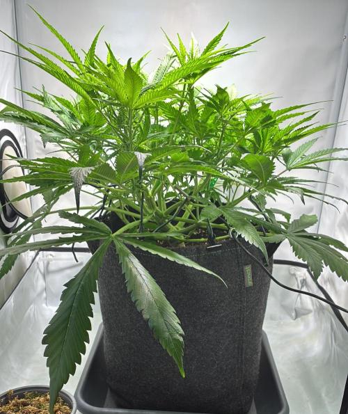 Sunny Härbärt. Week 6