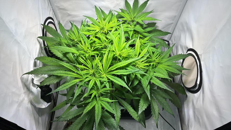 Sunny Härbärt. Week 6