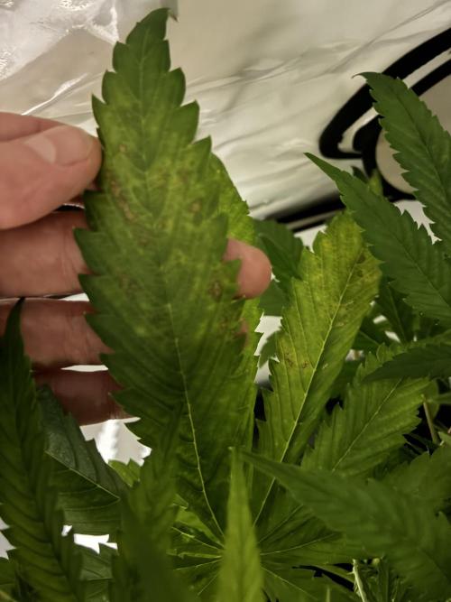 Sunny Härbärt. Week 6