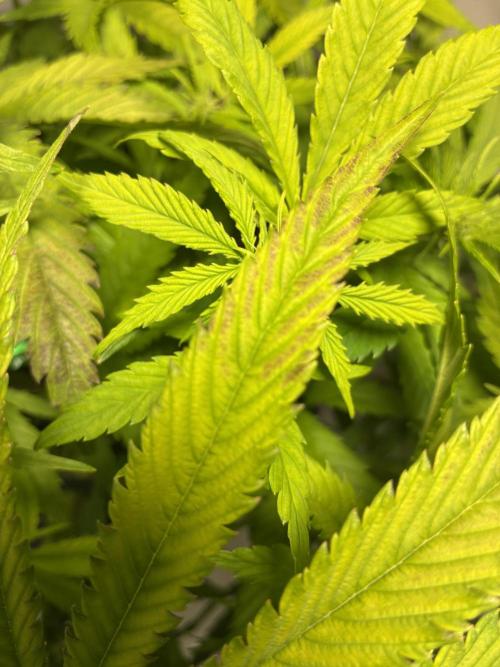 Sunny Härbärt. Week 6