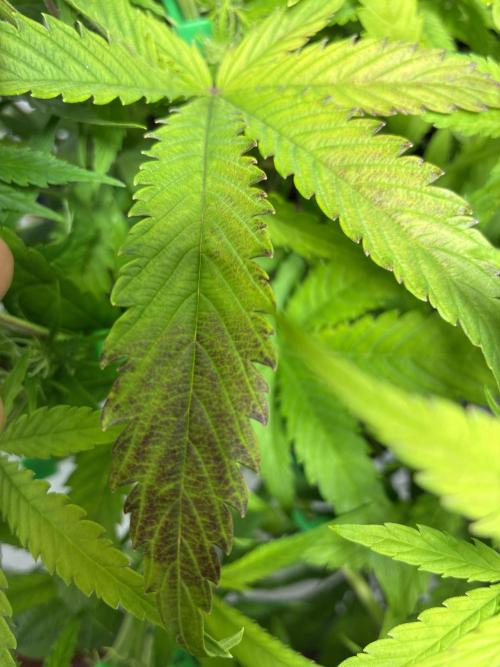 Sunny Härbärt. Week 6