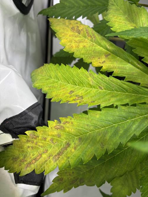 Sunny Härbärt. Week 6