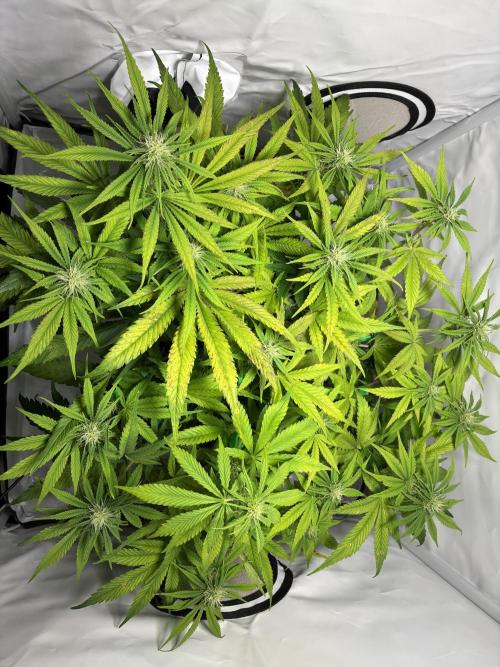 Sunny Härbärt. Week 7