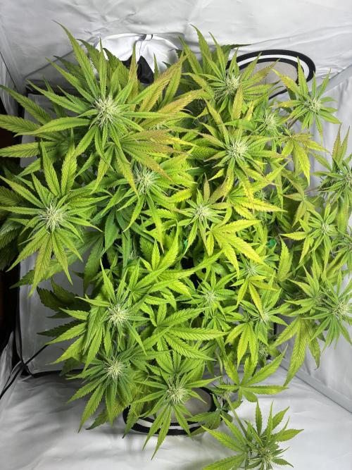 Sunny Härbärt. Week 7