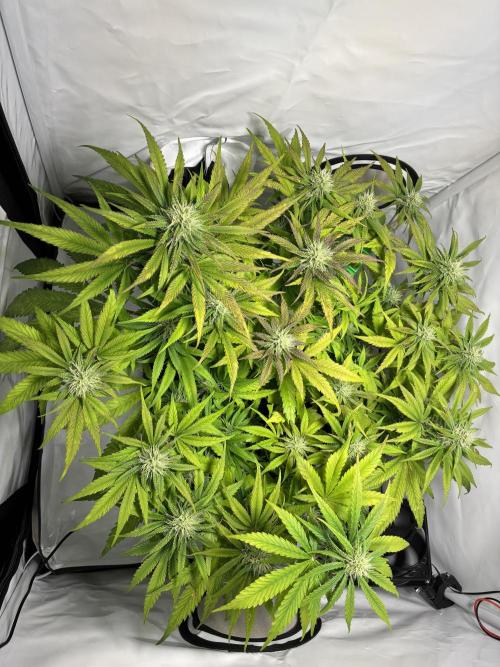 Sunny Härbärt. Week 8