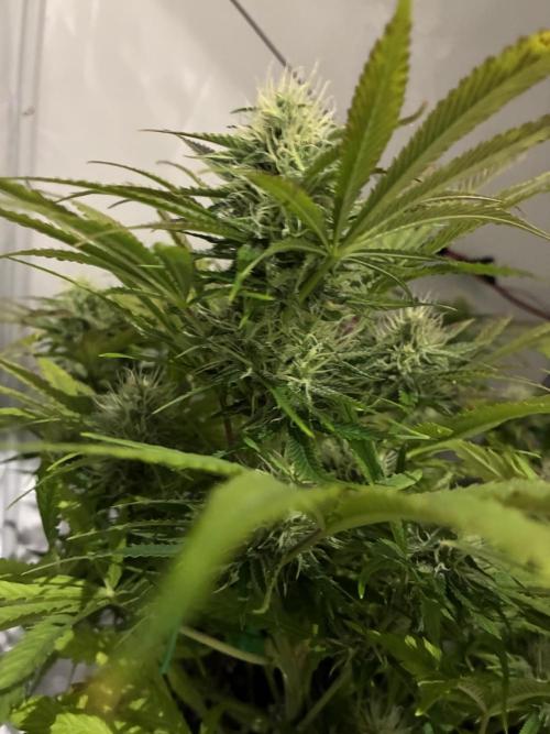 Sunny Härbärt. Week 8