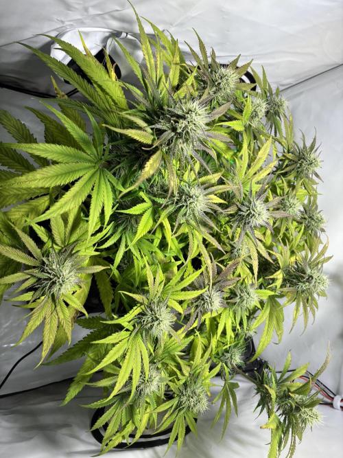 Sunny Härbärt. Week 9