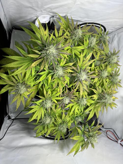 Sunny Härbärt. Week 9