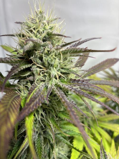 Sunny Härbärt. Week 9