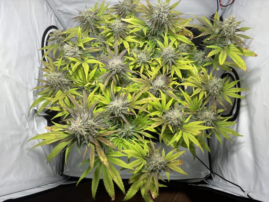 Sunny Härbärt. Week 10