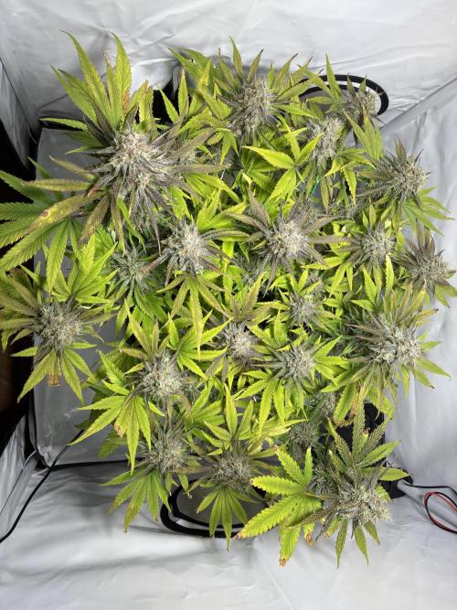 Sunny Härbärt. Week 11