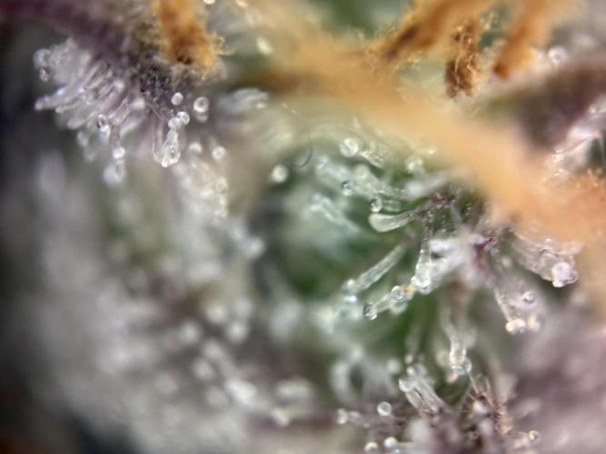 Sunny Härbärt. Week 11