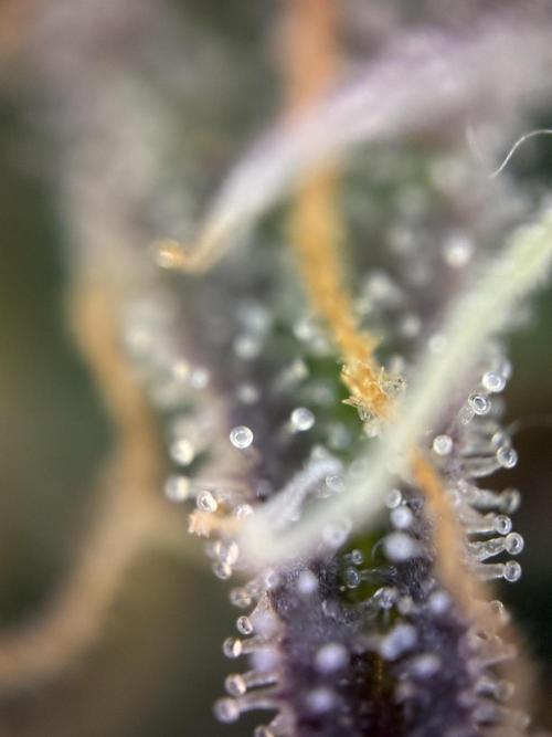 Sunny Härbärt. Week 11