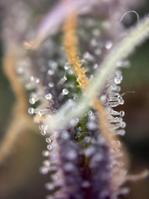 Sunny Härbärt. Week 11