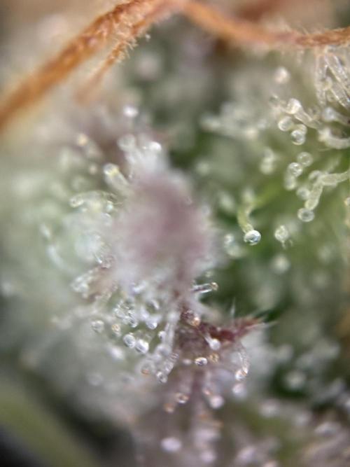 Sunny Härbärt. Week 11